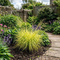 Milium Effusum 'Aureum' ornamental grass growing in a shaded garden landscape