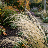 Stipa Tenuifolia Grass Seeds for Planting | Ornamental Garden Grass