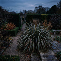 Phormium Tenax Grass Seeds for Planting – Ornamental Garden Grass