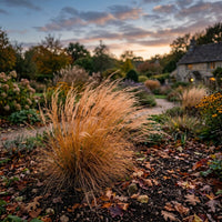 Stipa Arundinacea Grass Seeds for Planting | Ornamental Garden Grass