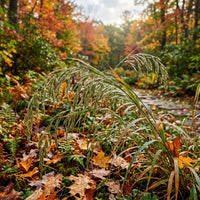 Chasmanthium Latifolium ornamental grass with graceful seed heads in a garden
