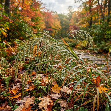 Chasmanthium Latifolium ornamental grass with graceful seed heads in a garden