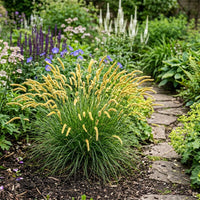 Schoenoxiphium 'Golden Caterpillars' Grass Seeds for Planting