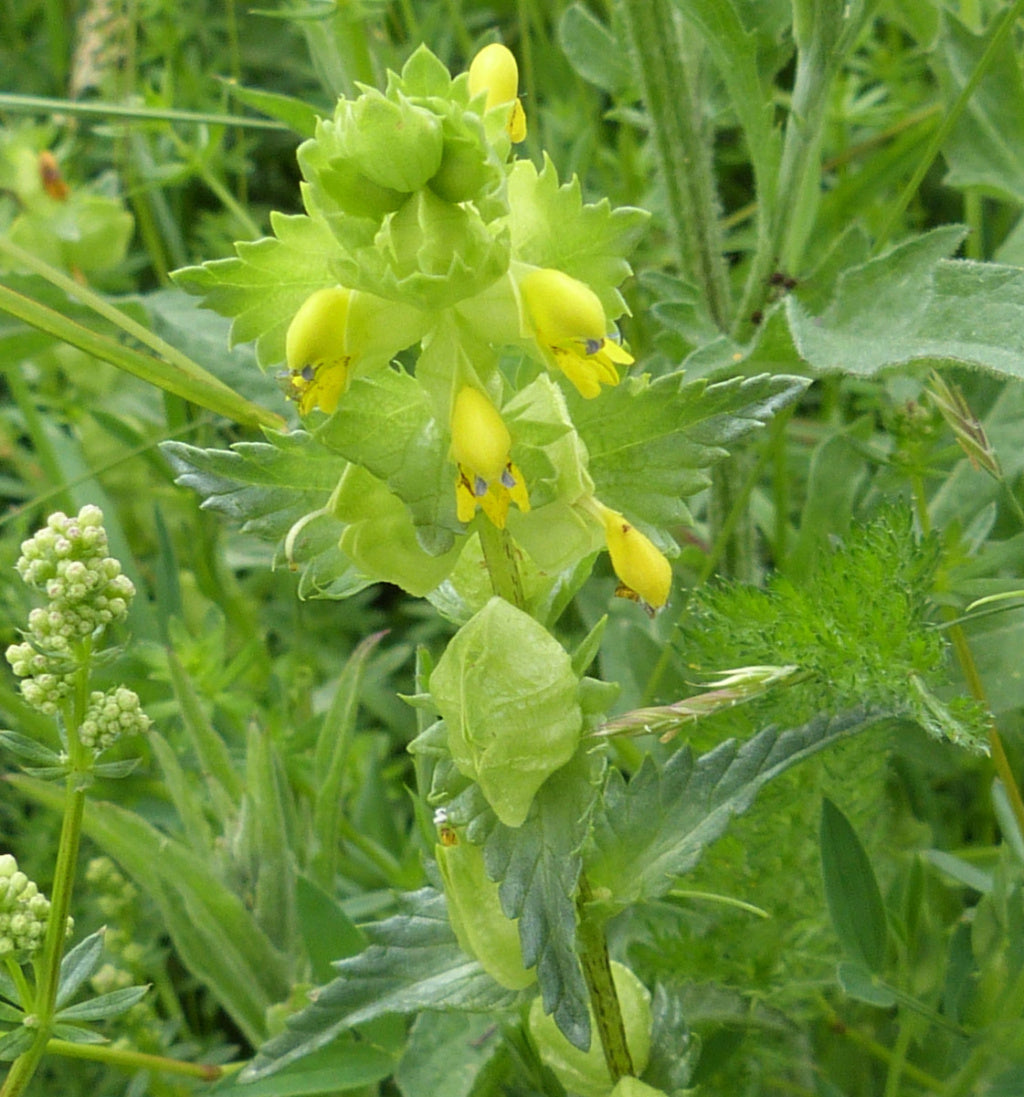 Rhinanthus minor wildflower plants with yellow blooms in a sunny outdoor garden landscape.