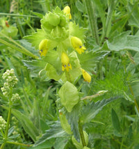 Rhinanthus minor wildflower plants with yellow blooms in a sunny outdoor garden landscape.