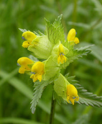 Rhinanthus minor flower seeds suitable for borders and raised beds.