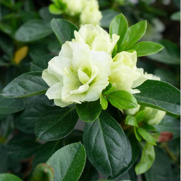 Rhododendron Azalea Seeds for Planting