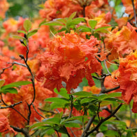 Rhododendron seedlings sprouting from soil
