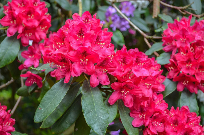 Azalea Rhododendron Flower seeds for Planting Easy to Grow Heirloom & GMO Free Seeds for Home Garden