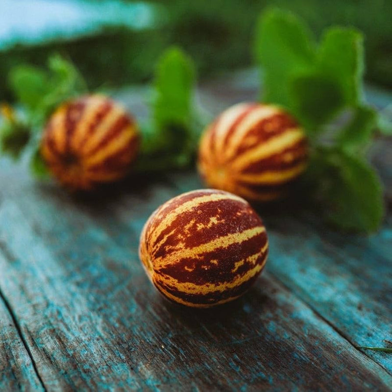 Rich Sweetness Melon heirloom seeds for home garden planting