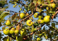 Ripe tart crab apples ready for harvest