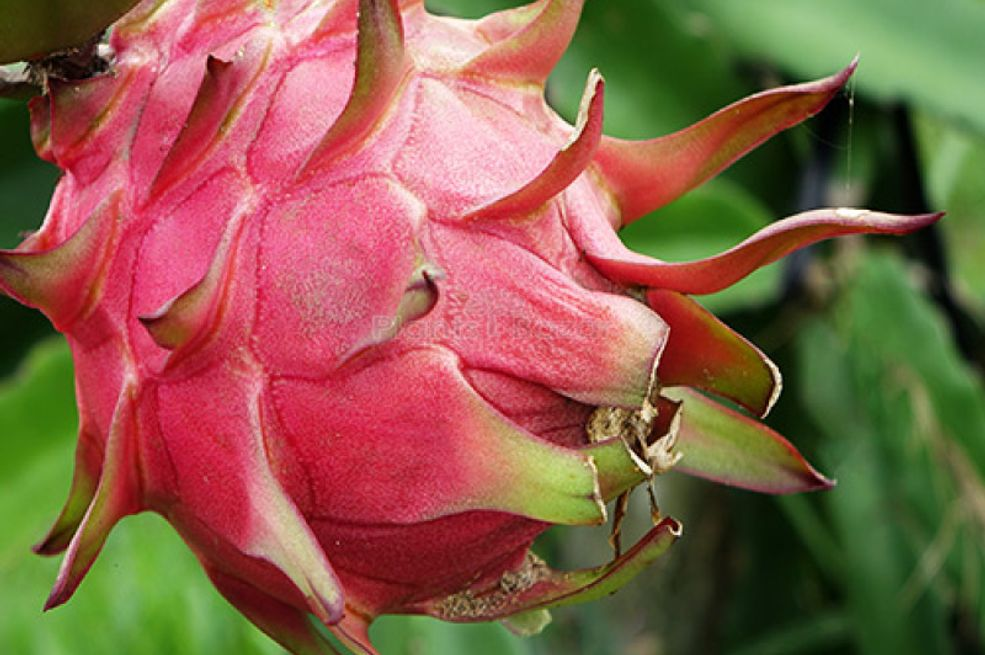 Ripe dragon fruit grown from pitaya seeds