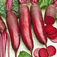 Rival Red Giant beetroot plants growing in a home vegetable garden.