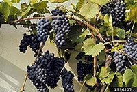 Riverbank Grape seeds for planting