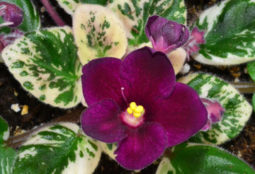 Mini Violet Dark Red Flower Seeds for Planting - Rare Variety