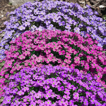 Rock Cress Flower Seeds for Planting