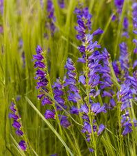Rocky Mountain Penstemon Flowers Growing in Garden