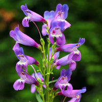 Pink Penstemon Strictus Flower seeds for Planting - Premium Quality, Heirloom & GMO Free Seeds for Home Garden