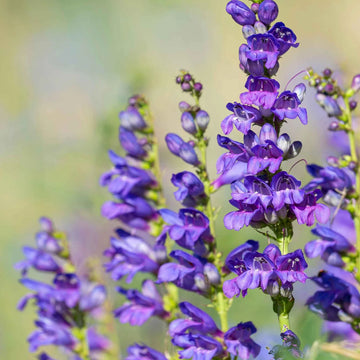Rocky Mountain Penstemon Seeds for Planting