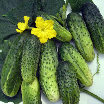 Rodnichok F1 cucumber plants growing in a healthy home vegetable garden.