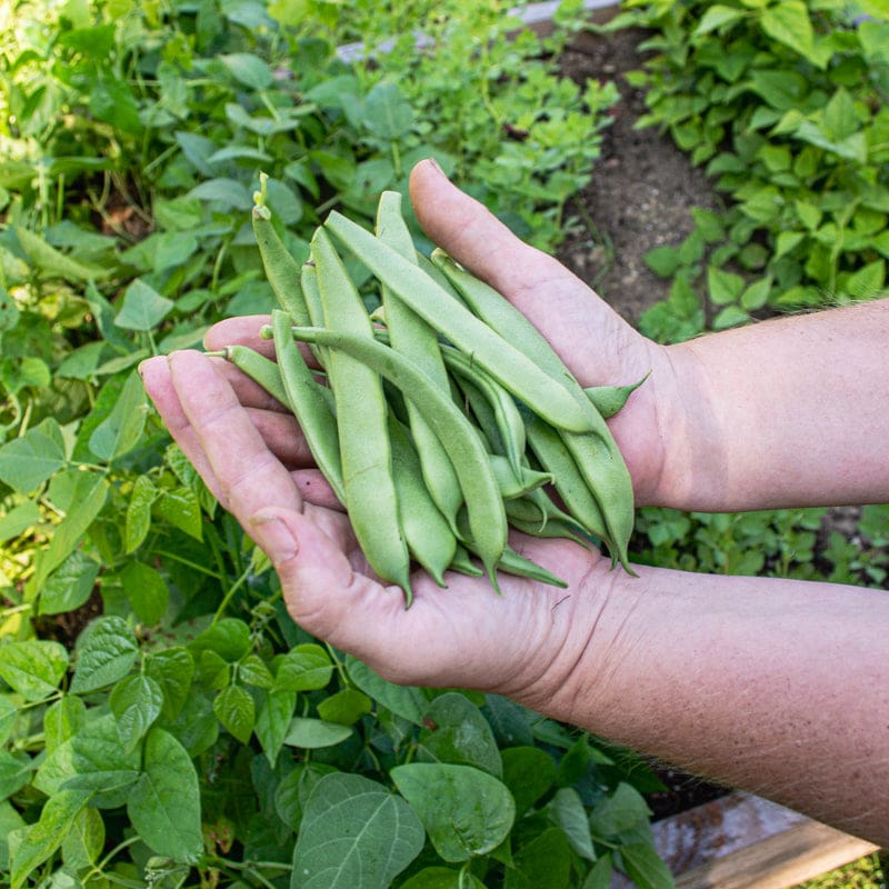 Roma II Bush Green Bean Seeds for Home Garden Planting | Heirloom Non-GMO