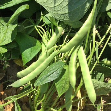 Roma II Bush Green Bean heirloom seeds for home garden planting