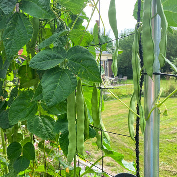 Romano pole bean seeds for planting with climbing green bean vines in a home garden.