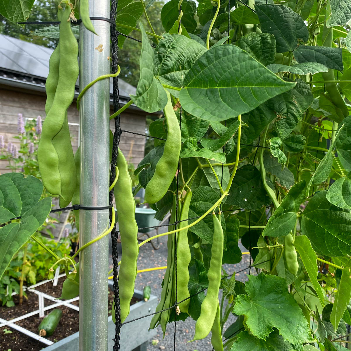 Romano climbing bean vegetable plants growing outdoors with healthy foliage and developing pods.