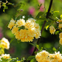 Rosa Banksiae Flower Seeds for Planting