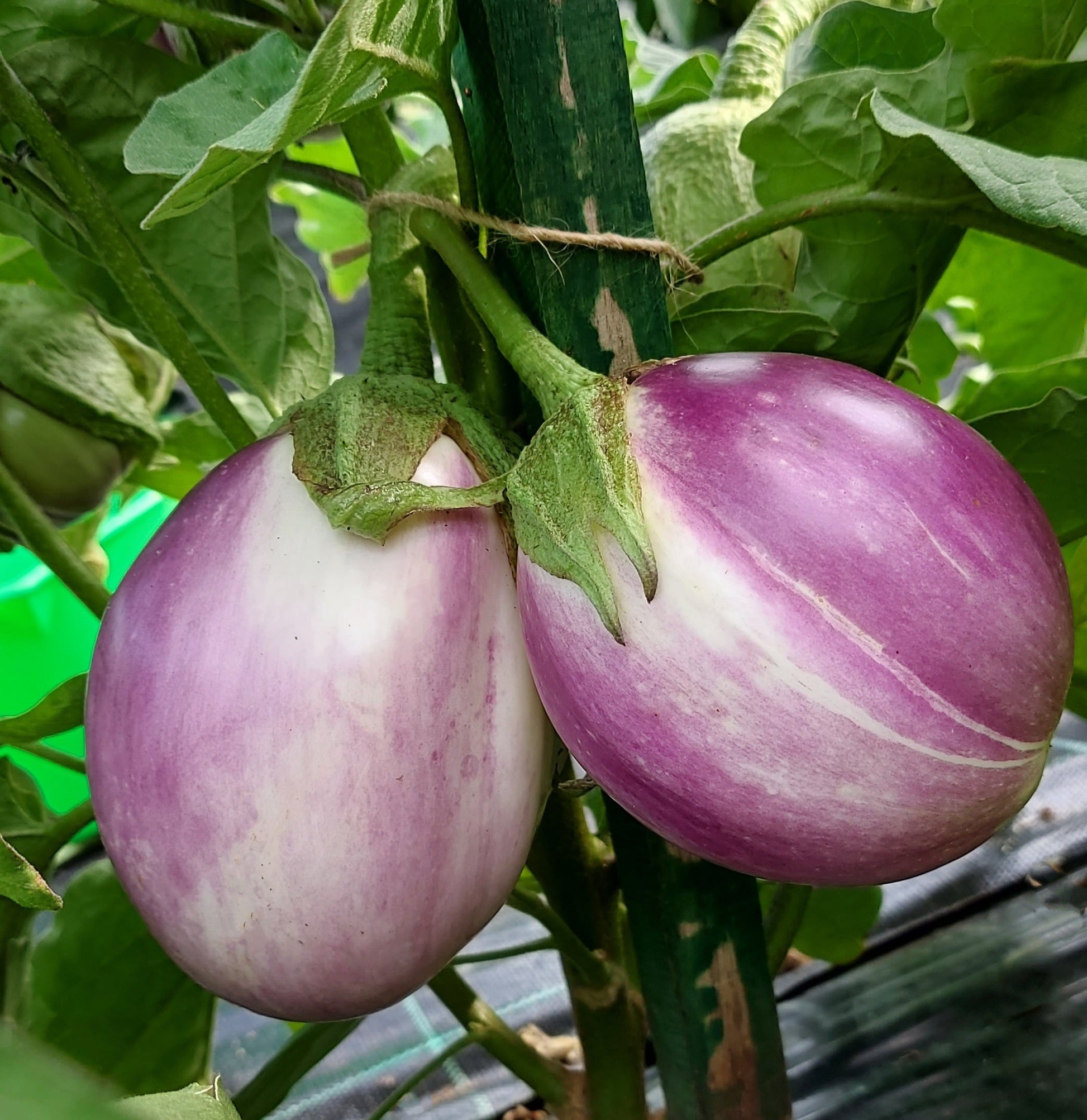 Fresh Rosa Bianca Lavender Pink White Eggplant