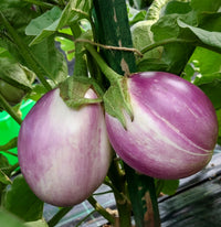 Fresh Rosa Bianca Lavender Pink White Eggplant
