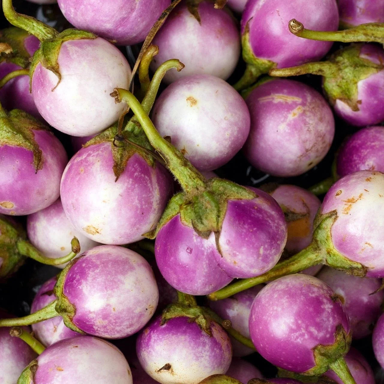 Rosa Bianca Eggplant Plants Growing in Home Garden