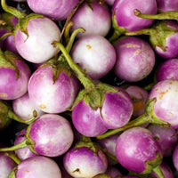 Rosa Bianca Eggplant Plants Growing in Home Garden