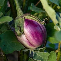 Rosa Bianca Eggplant Seeds for Planting