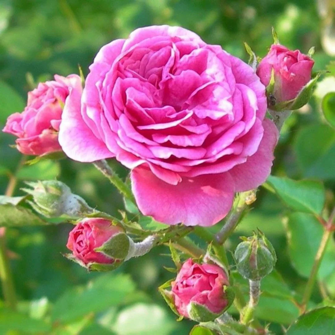 Rosa damascena flower seeds suitable for raised beds, borders, and containers.