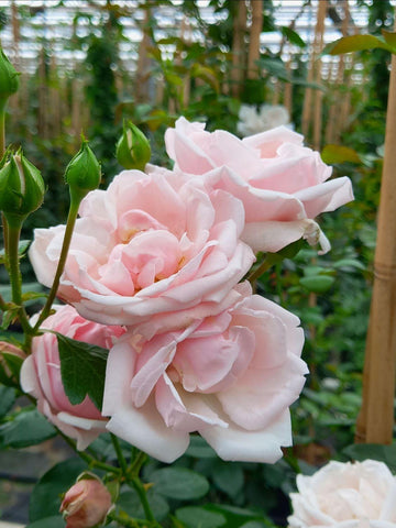 Pale Pink Climbing Rose Flower seeds for Planting - Drought Tolerant, Heirloom & GMO Free Seeds for Home Garden