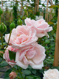 Pink Dawn Rose Flower seeds for Planting - Perfect for Borders, Heirloom & GMO Free Seeds for Home Garden
