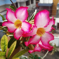 Adenium Obesum Flower seeds for Planting - Garden Favorite, Heirloom & GMO Free Seeds for Home Garden