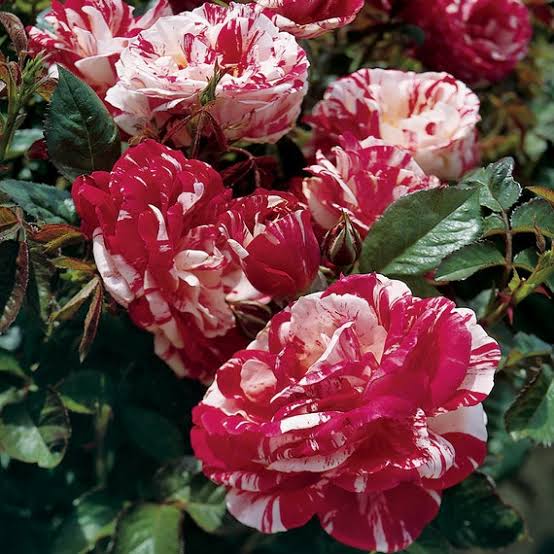 Heirloom rose flower seeds for home gardens and containers