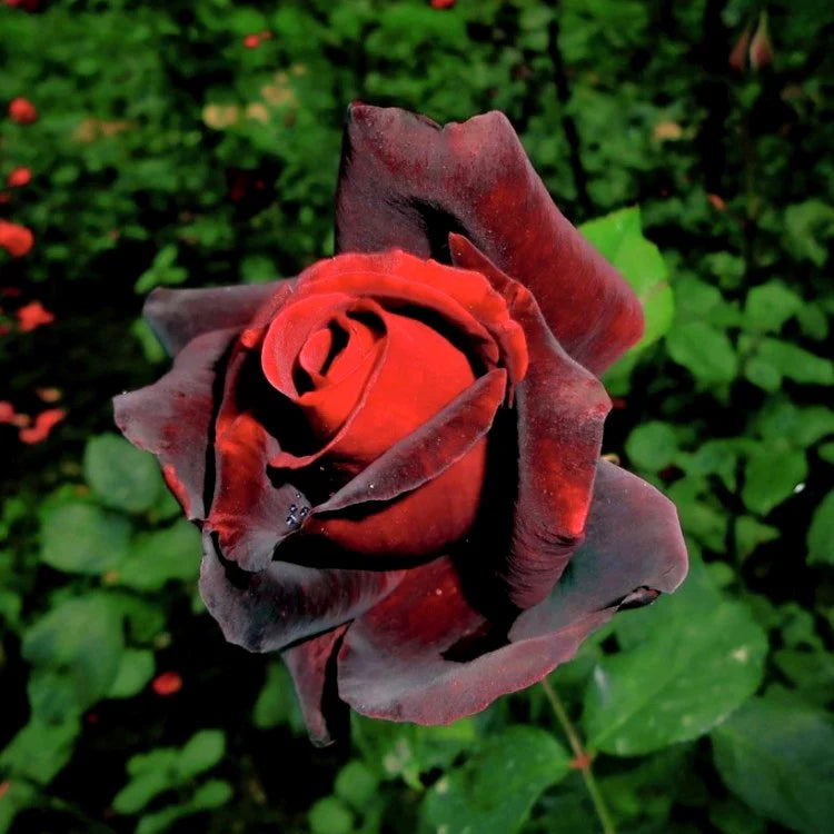 Rose Flower seeds for Planting - Pollinator Friendly, Heirloom & GMO Free Seeds for Home Garden