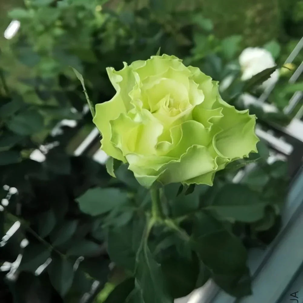 Healthy Green Rose Seedlings Growing