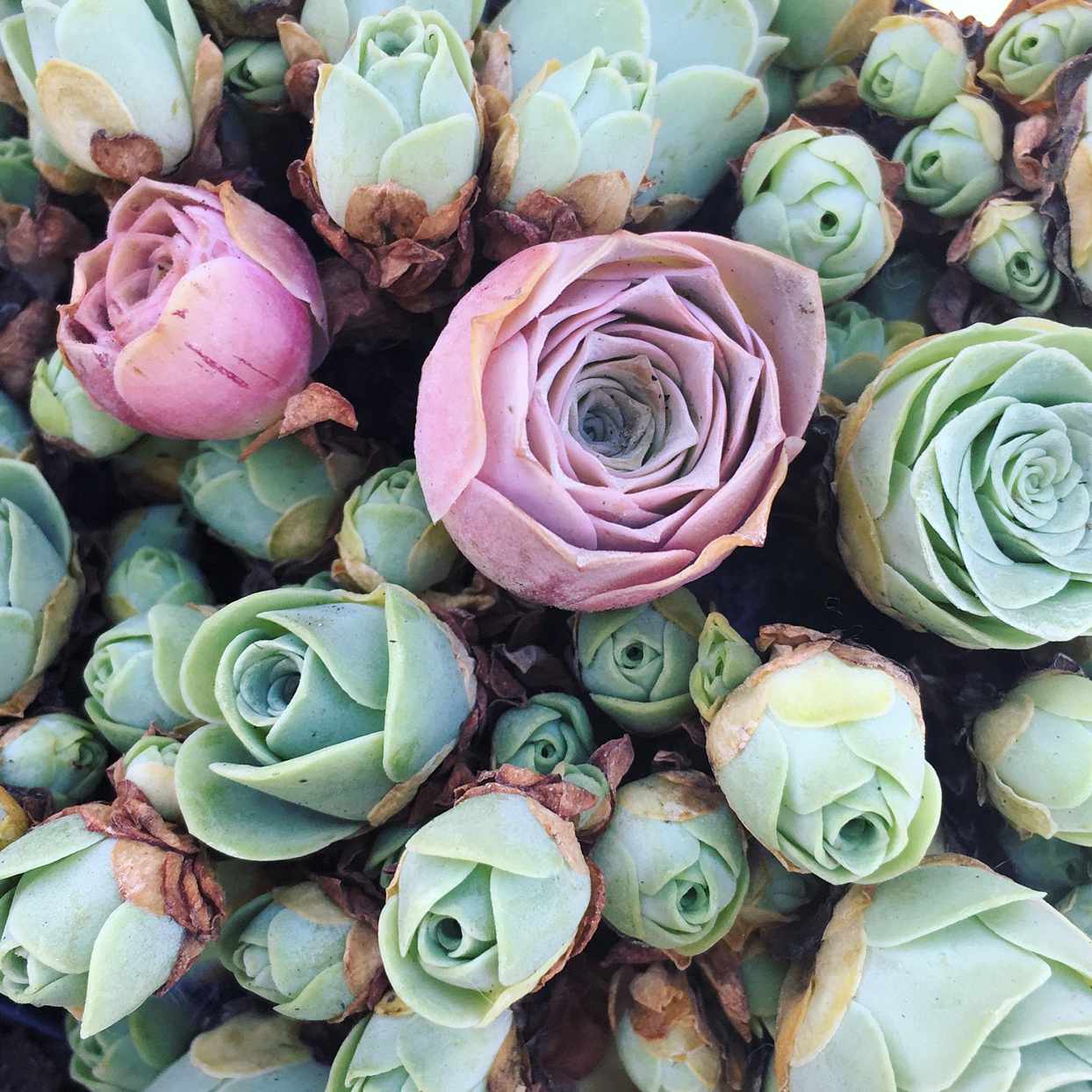 Mountain Rose Flower seeds for Planting Garden Favorite Heirloom & GMO Free Seeds for Home Garden