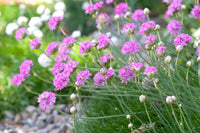 Light Pink Mini Violet Flower Seeds for Planting Seasonal Bloomer Heirloom & GMO Free Seeds for Home Garden
 
 Sale