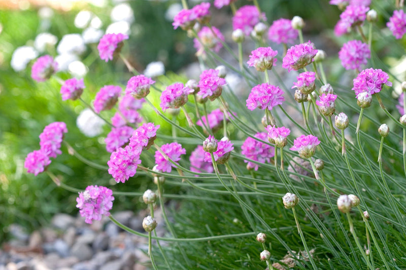 Light Pink Mini Violet Flower Seeds for Planting Seasonal Bloomer Heirloom & GMO Free Seeds for Home Garden
 
 Sale