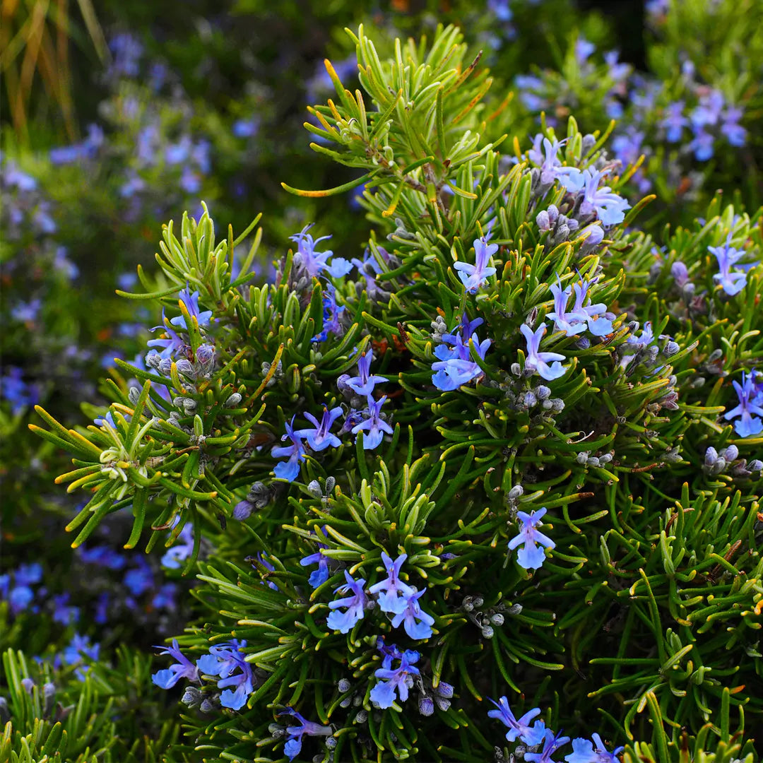 Heirloom rosemary herb seeds ready for planting in home gardens.