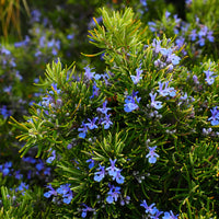 Heirloom rosemary herb seeds ready for planting in home gardens.