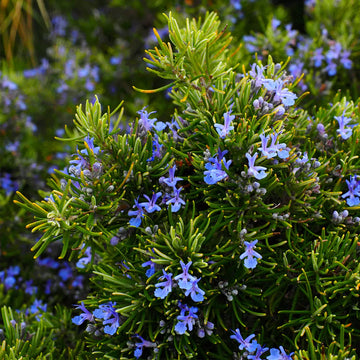 Heirloom rosemary herb seeds ready for planting in home gardens.