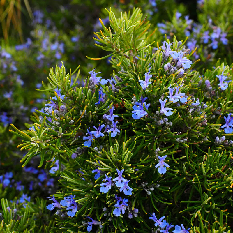 Heirloom rosemary herb seeds ready for planting in home gardens.