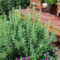 Rosemary Plants Thriving in Sunny Outdoor Garden