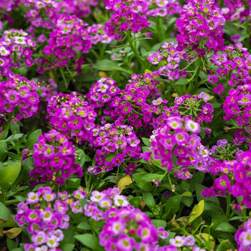 Pink Lobularia Flower seeds for Planting - Fragrant Blossoms, Heirloom & GMO Free Seeds for Home Garden